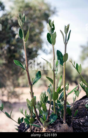 Olive tree bark with sprout, Jaen, Spain Stock Photo