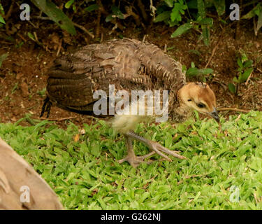 Baby peacock, or peachick, in the wild in Jamaica Stock Photo