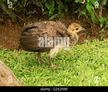 Baby peacock, or peachick, in the wild in Jamaica Stock Photo