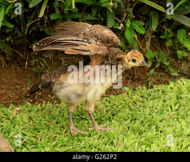 Baby peacock, or peachick, in the wild in Jamaica Stock Photo