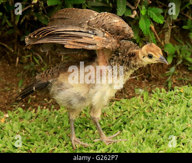 Baby peacock, or peachick, in the wild in Jamaica Stock Photo