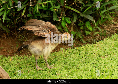 Baby peacock, or peachick, in the wild in Jamaica Stock Photo