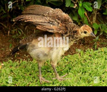 Baby peacock, or peachick, in the wild in Jamaica Stock Photo