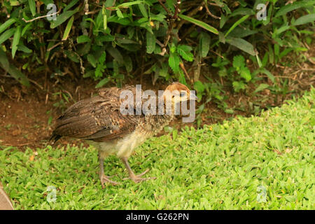 Baby peacock, or peachick, in the wild in Jamaica Stock Photo