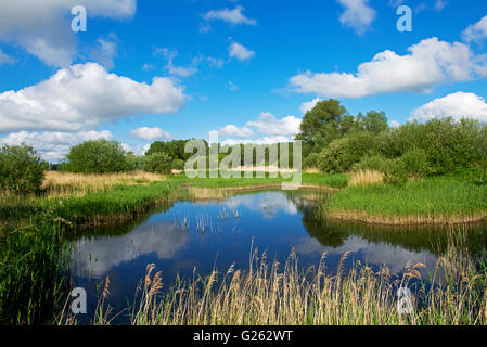 Lakenheath Fen, an RSPB nature reserve, near Lakenheath, Suffolk, England UK Stock Photo