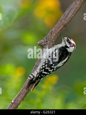 Downy Woodpecker , Dryobates pubescens Stock Photo