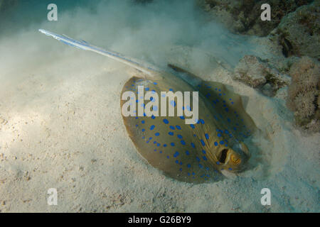 March 3, 2016 - Bluespotted ribbontail ray, Blue Spotted Fantail Stingray, Lesser fantail ray, Reef ray or Blue spotted lagoon ray (Taeniura lymma) buries itself in the sand looking for food, Red sea, Egypt, Africa (Credit Image: © Andrey Nekrasov/ZUMA Wire/ZUMAPRESS.com) Stock Photo