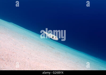 Red Sea, Egypt. 11th Oct, 2014. White-spotted puffer, Broadbarred toadfish, Stars and stripes puffer, Whitespotted blaasop or Stripedbelly blowfish (Arothron hispidus) swims over a sandy bottom, Red Sea, Egypt, Africa © Andrey Nekrasov/ZUMA Wire/ZUMAPRESS.com/Alamy Live News
