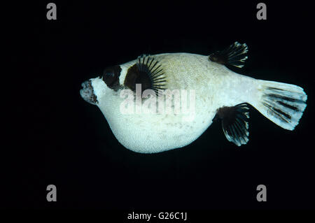 Red Sea, Egypt. 25th Dec, 2010. Masked puffer (Arothron diadematus) night diving, Red sea, Egipt, Africa © Andrey Nekrasov/ZUMA Wire/ZUMAPRESS.com/Alamy Live News Stock Photo