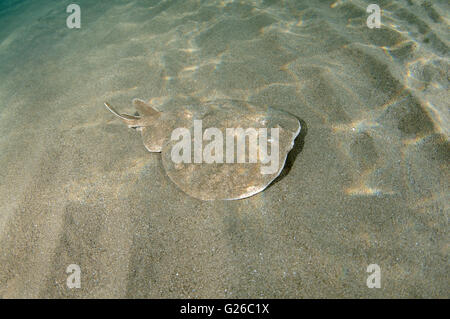 Red Sea, Egypt. 28th May, 2015. Variable torpedo ray, Marbled electric ray or Gulf torpedo (Torpedo sinuspersici) swims over a sandy bottom, Red sea, Marsa Alam, Abu Dabab, Egypt, Africa © ZUMA Wire/ZUMAPRESS.com/Alamy Live News Stock Photo