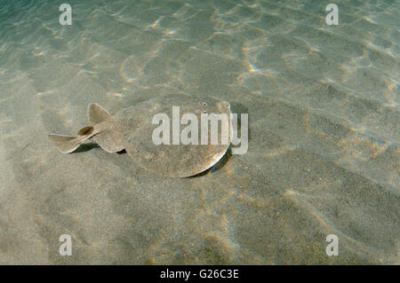 Red Sea, Egypt. 28th May, 2015. Variable torpedo ray, Marbled electric ray or Gulf torpedo (Torpedo sinuspersici) swims over a sandy bottom, Red sea, Marsa Alam, Abu Dabab, Egypt, Africa © ZUMA Wire/ZUMAPRESS.com/Alamy Live News Stock Photo