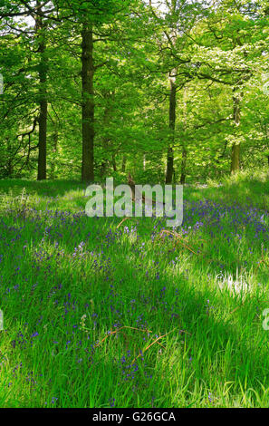 Bluebells in West Wood, Honley, near Holmfirth, West Yorkshire, England, UK. Stock Photo
