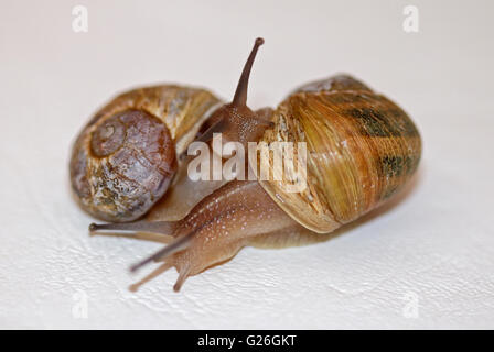 Pair of Common or Garden Snails (helix aspersa/cornu aspersum) performing a courtship ritual Stock Photo