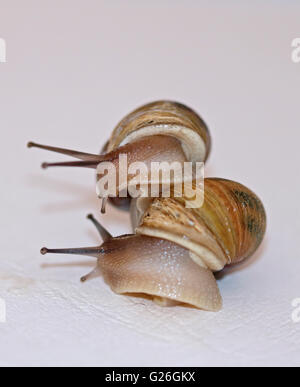 Pair of Common or Garden Snails (helix aspersa/cornu aspersum) performing a courtship ritual Stock Photo