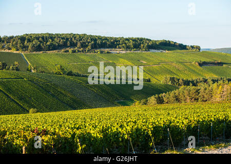Champagne vineyards in the Cote des Bar area of the Aube department, Champagne-Ardennes, France, Europe Stock Photo