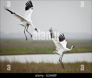 A whooping crane family in their wintering grounds at Aransas National Wildlife Refuge in Austwell, Texas Stock Photo