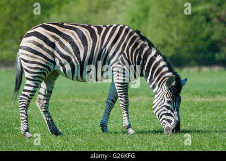 Chapmans zebra eating grass in its habitat Stock Photo