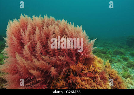 Bush of red algae moving in turbid water Stock Photo