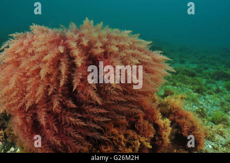 Bush of red algae moving in turbid water Stock Photo
