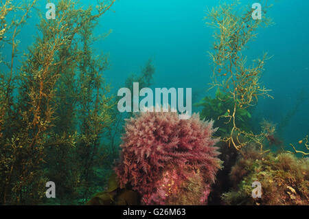 Bush of red algae in shallow water kelp forest Stock Photo