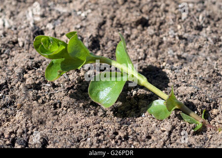 Pfennigkraut, Ist eine Heilpflanze und Arzneipflanze, Wildpflanze Stock Photo
