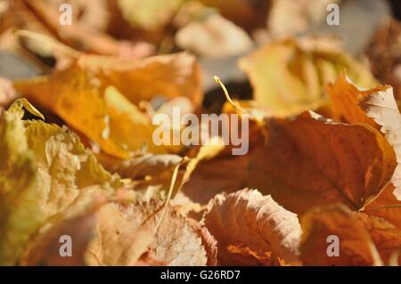 Brown fallen autumn leaves on the ground as natural background Stock Photo