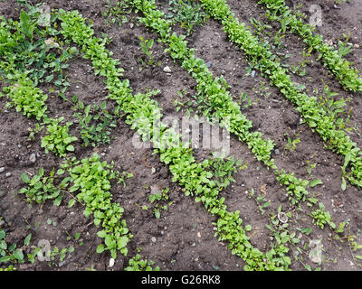 Saatreihen, Saat, Aussaat, aussaehen, Gartenkresse; Lepidium Sativum Stock Photo