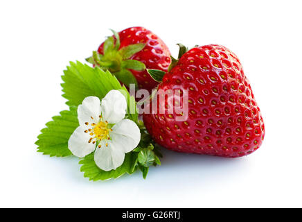 Ripe strawberry with leaves and blossom isolated on white Stock Photo