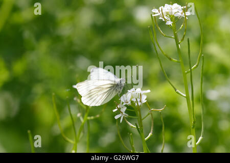 Green-veined white (Pieris napi) feeding on nectar of a white flower. Stock Photo
