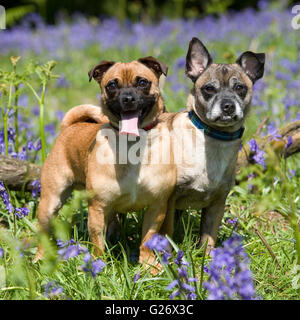 two pug x jack russell dogs in bluebells Stock Photo