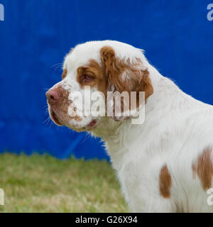 clumber spaniel Stock Photo