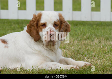 clumber spaniel Stock Photo