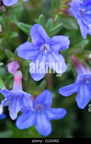Lithodora diffusa 'Heavenly Blue' purple gromwell 'Heavenly Blue' Stock Photo