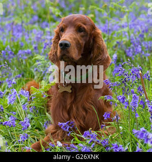 irish setter Stock Photo