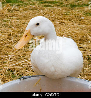 duck feeding from water bucket Stock Photo