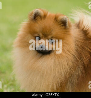 pomeranian Stock Photo