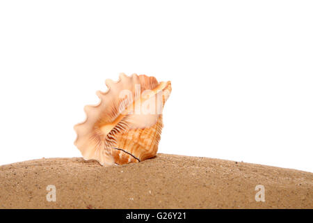 Sea shell on sand in studio Stock Photo