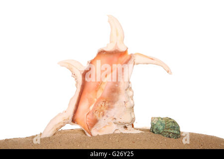 Two sea shells on sand in studio Stock Photo