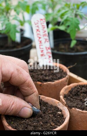 Sowing Runner Bean seed - Phaseolus coccineus, 'Streamline', Stock Photo