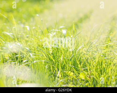 Beautiful Nature Blurred Background. Green Bokeh. Summer or spring backdrop with fresh green grass and sun flares Stock Photo