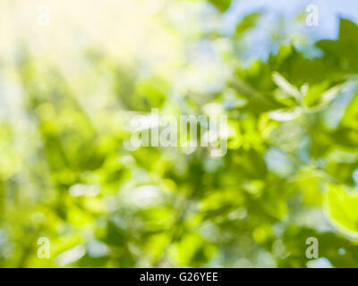 Beautiful Nature Blurred Background. Green Bokeh. Summer or spring backdrop with fresh green leaves and sun flares Stock Photo