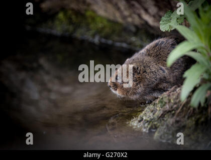 Water vole sitting on waters edge with reflection Stock Photo