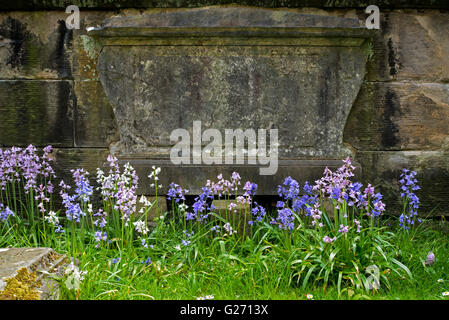 Various colours of Spanish Bluebells growing in front of a gravestone.