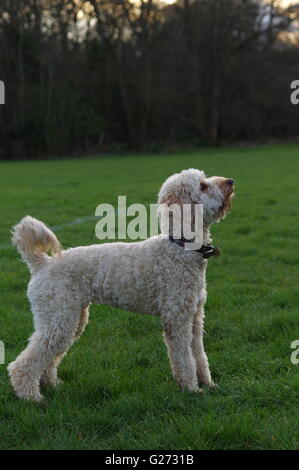 Cockapoo in the setting sun Stock Photo