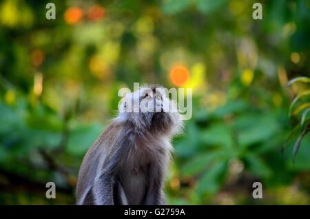 Female long tailed macaque monkey gazes upwards inside dense Malaysian rain forest in Tioman island Stock Photo
