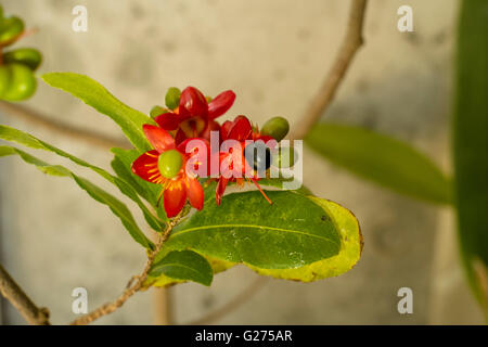 Mickey Mouse plant (ochna serrulata) Stock Photo