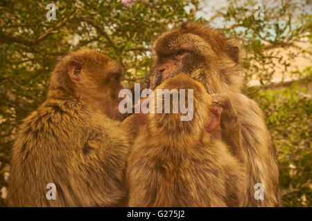 Monkeys in Gibraltar Stock Photo