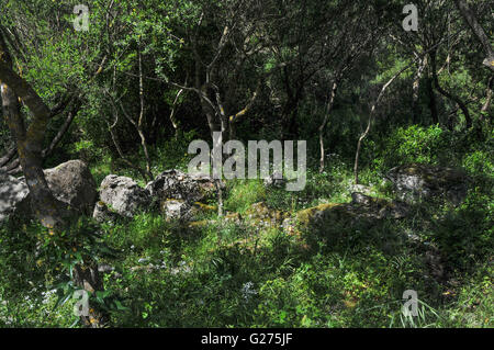 typical mediterranean maquis shrubland near La Prisgiona (Sardinia) Stock Photo