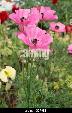 Pink Persian Buttercups ranunculus asiaticus Stock Photo