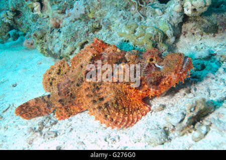 Flathead scorpionfish, tasseled scorpionfish, or small-scaled scorpionfish (Scorpaenopsis oxycephala), Red sea, Egipt, Africa Stock Photo
